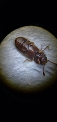 Salebius minax