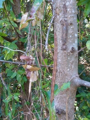 Centrosema arenicola