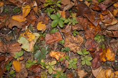 Potentilla canadensis