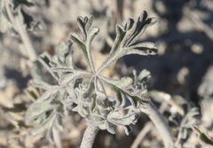 Sphaeralcea coccinea