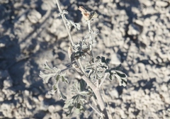 Sphaeralcea coccinea