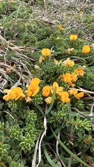 Pultenaea maritima