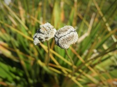 Eriocaulon arechavaletae