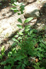 Ligustrum tschonoskii
