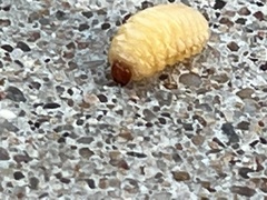 Scyphophorus acupunctatus