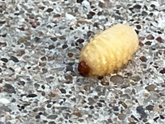 Scyphophorus acupunctatus