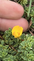 Pultenaea maritima