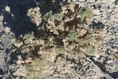 Artemisia spinescens