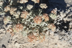 Eriogonum shockleyi