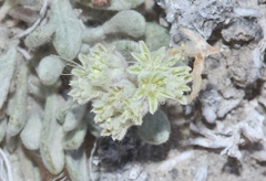 Eriogonum shockleyi