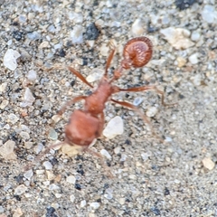 Pogonomyrmex
