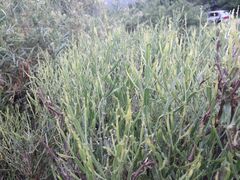 Baccharis coridifolia