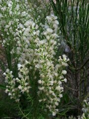 Baccharis coridifolia