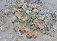 Eriogonum shockleyi