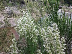 Baccharis coridifolia