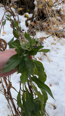 Cynoglossum officinale