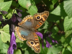 Junonia genoveva hilaris