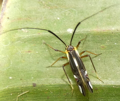 Thyrsophorinae