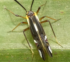 Thyrsophorinae