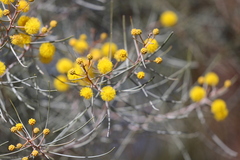 Acacia juncifolia