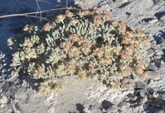 Eriogonum shockleyi
