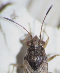 Orsillinae