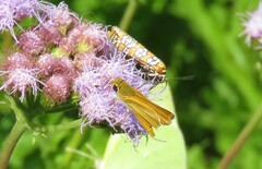 Copaeodes aurantiaca