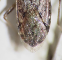 Orsillinae