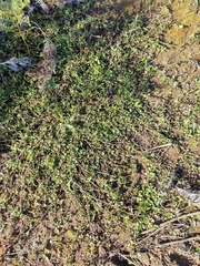 Commersonia prostrata