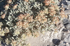 Eriogonum shockleyi