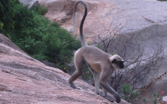 Semnopithecus hypoleucos