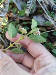 Commersonia prostrata