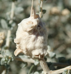 Asphondylia floccosa