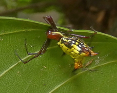 Micrathena fissispina