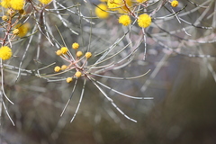 Acacia juncifolia