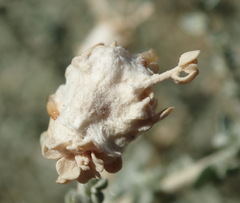 Asphondylia floccosa