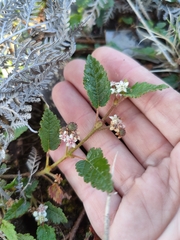 Commersonia prostrata