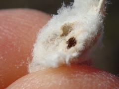 Asphondylia floccosa