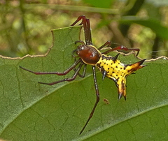 Micrathena fissispina