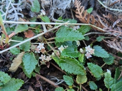 Commersonia prostrata