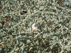 Asphondylia floccosa