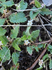 Commersonia prostrata