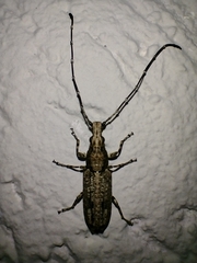 Ptychoderini