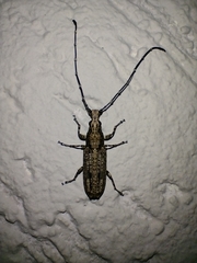 Ptychoderini