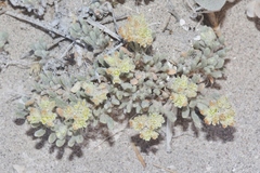 Eriogonum shockleyi