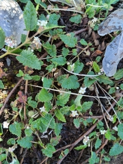 Commersonia prostrata