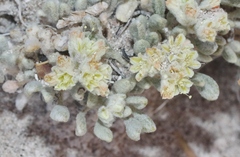 Eriogonum shockleyi
