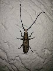 Ptychoderini