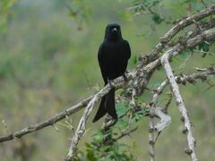 Dicrurus adsimilis fugax