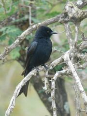 Dicrurus adsimilis fugax
